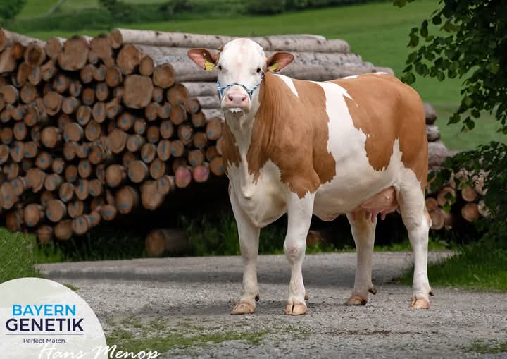 AI Breeding