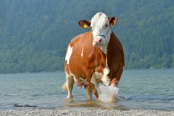 Livestock Sales