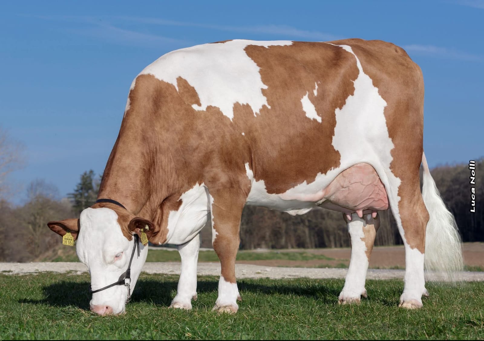 Fleckvieh Breeding